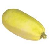 Yellow Zucchini