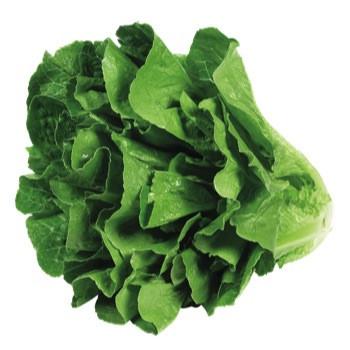 Romaine Lettuce